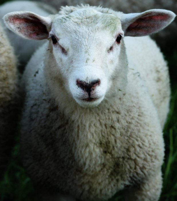 комбикорм для овец купить
